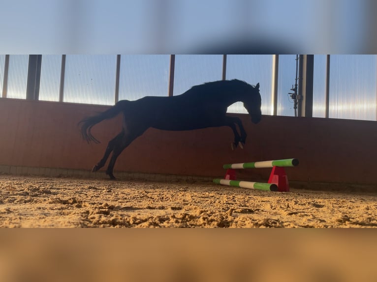 Trakehner Jument 10 Ans 170 cm Bai brun in Dresden