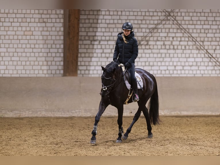 Trakehner Jument 10 Ans 170 cm Bai brun foncé in Bönen