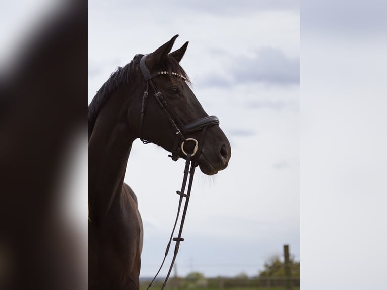 Trakehner Jument 10 Ans 170 cm Bai brun foncé in Bönen