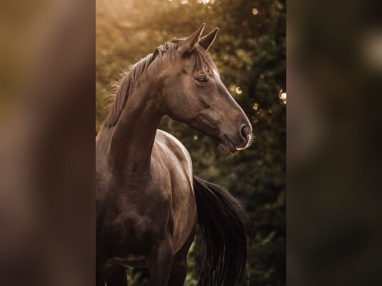 Trakehner Jument 10 Ans 172 cm Bai brun foncé in Buchholz in der Nordheide