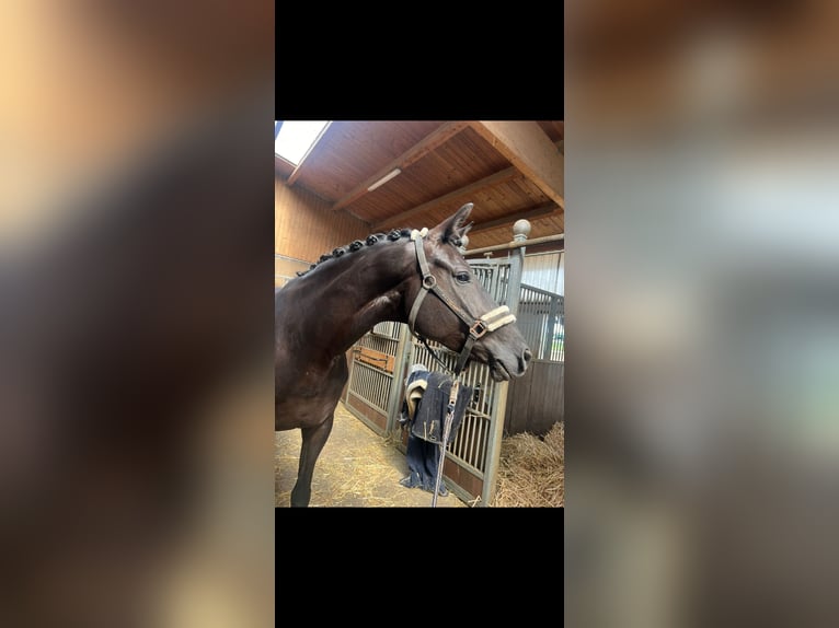 Trakehner Jument 10 Ans 173 cm Noir in Renningen