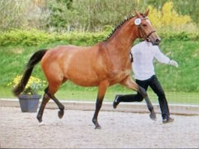 Trakehner Jument 11 Ans 160 cm Bai brun in Tangstedt