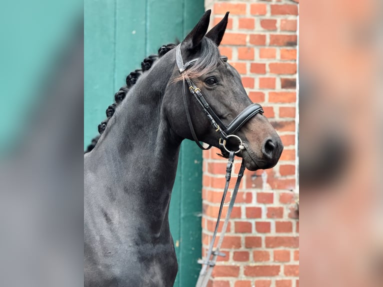 Trakehner Jument 11 Ans 160 cm Bai brun in TangstedtTangstedt