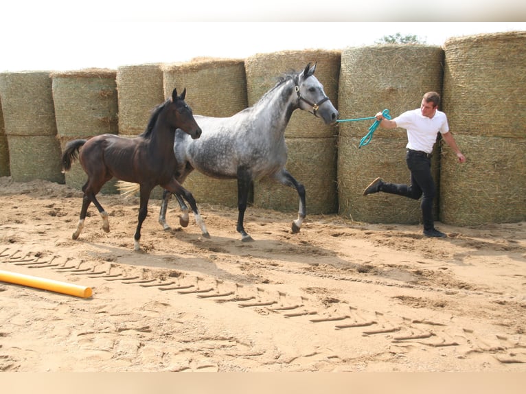 Trakehner Jument 11 Ans 162 cm Gris in Aytos