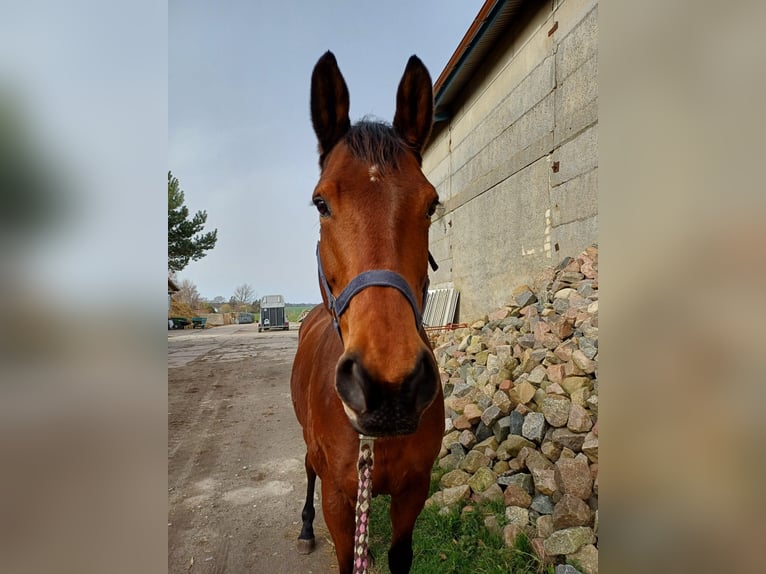 Trakehner Jument 11 Ans 165 cm Bai in Prohn