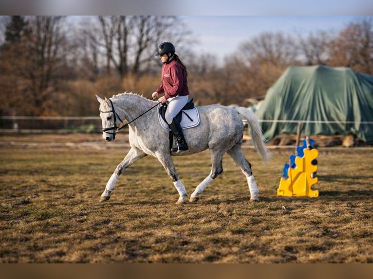 Trakehner Jument 11 Ans 165 cm Gris in Niederwiesa