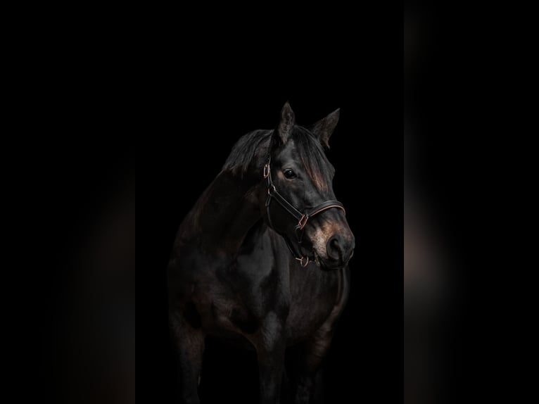 Trakehner Jument 11 Ans 174 cm Bai brun in Holzwickede