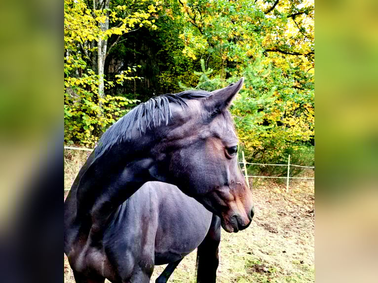 Trakehner Jument 12 Ans 170 cm Bai brun foncé in Bad Laasphe