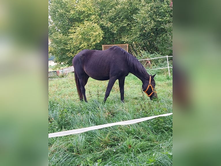 Trakehner Jument 13 Ans 160 cm Bai brun in Eppingen