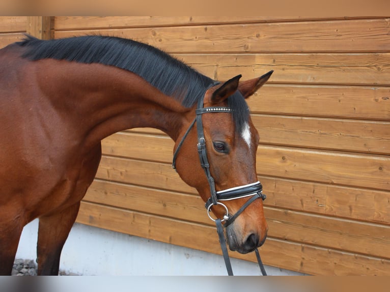 Trakehner Jument 13 Ans 160 cm Bai in Wartenberg