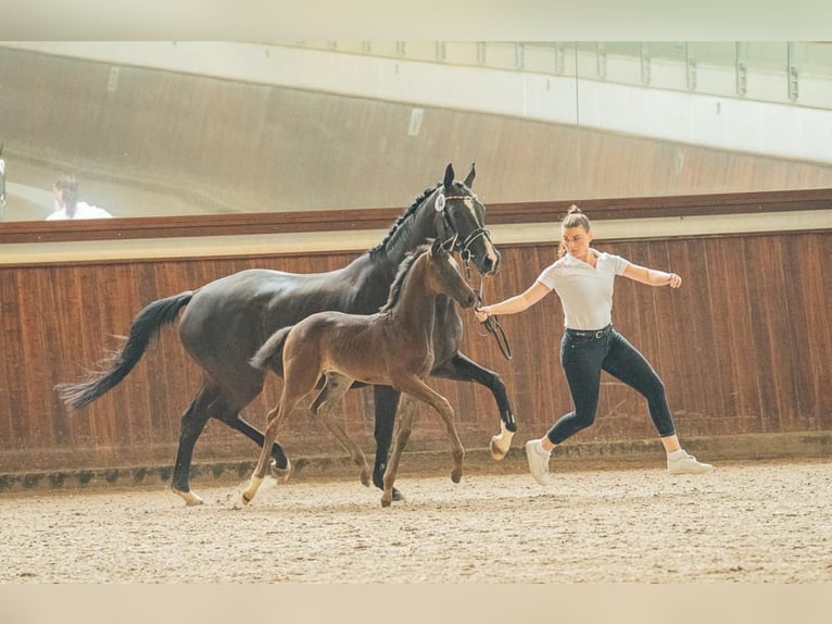 Trakehner Jument 13 Ans 165 cm Bai in Beselich