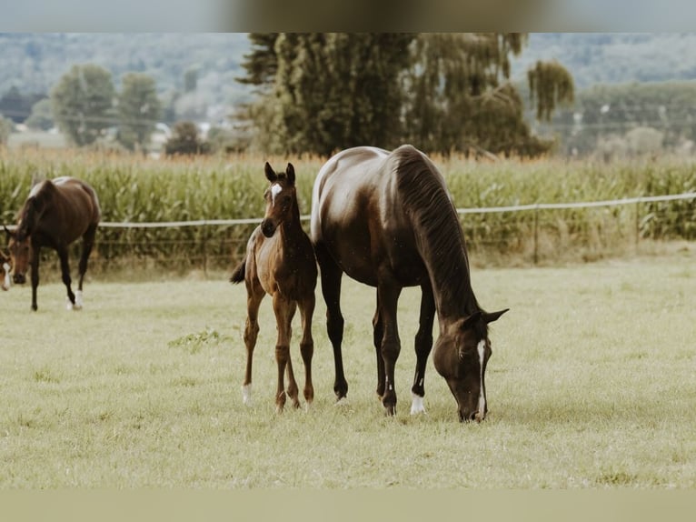 Trakehner Jument 13 Ans 165 cm Bai in Beselich
