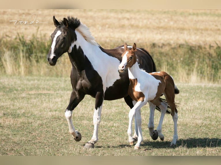 Trakehner Jument 13 Ans 165 cm Pinto in Wolfhagen