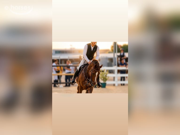 Trakehner Croisé Jument 13 Ans 167 cm Alezan brûlé in Thuins