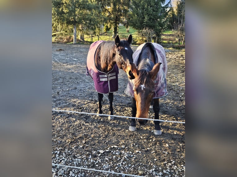 Trakehner Jument 13 Ans 168 cm Bai in Hallgarten