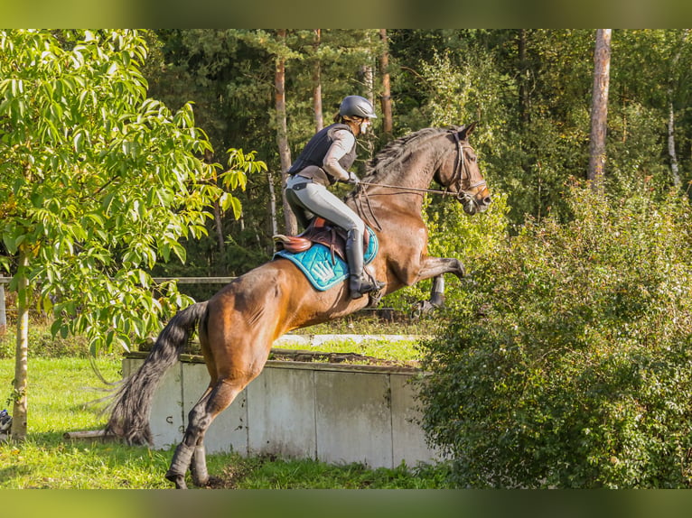 Trakehner Jument 13 Ans 170 cm Bai brun in Nienburg (Weser) Holtorf