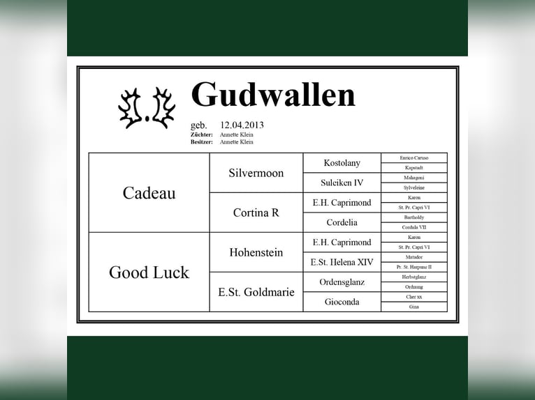Trakehner Jument 13 Ans 172 cm Bai in L&#xFC;neburg