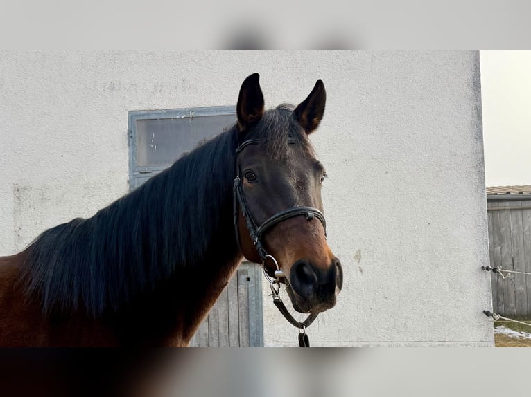 Trakehner Jument 13 Ans 174 cm Bai in Baar bei Augsburg