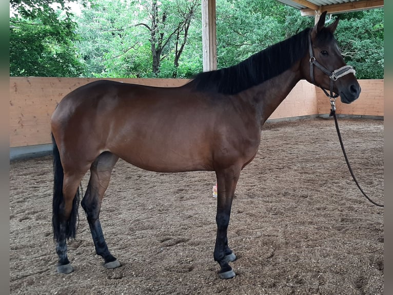 Trakehner Jument 13 Ans 174 cm Bai in Baar bei Augsburg
