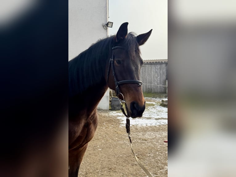 Trakehner Jument 13 Ans 174 cm Bai in Baar bei Augsburg