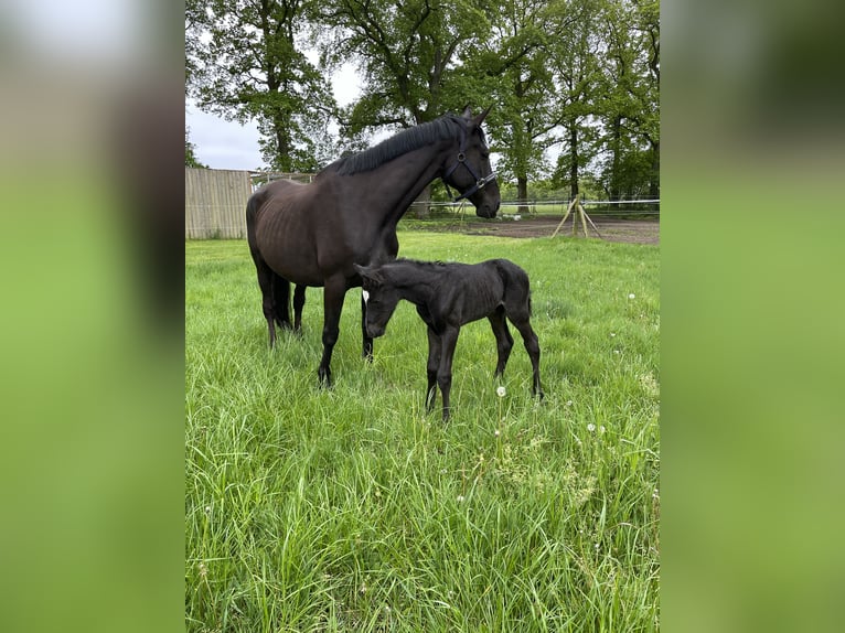 Trakehner Jument 13 Ans Noir in Hasenmoor