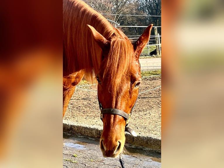 Trakehner Croisé Jument 14 Ans 155 cm Alezan brûlé in Wasserburg am Inn