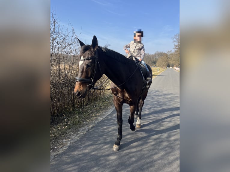 Trakehner Jument 14 Ans 160 cm Bai in Harrislee