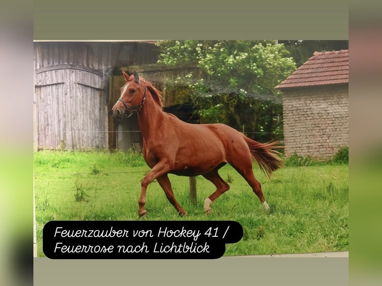 Trakehner Jument 14 Ans 162 cm Alezan in Sankt Peter am Kammersberg