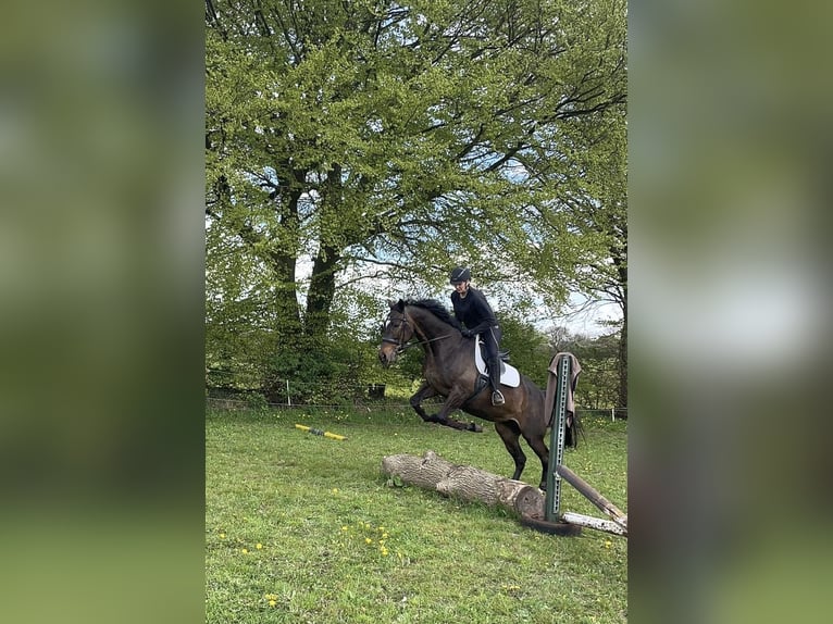 Trakehner Jument 14 Ans 164 cm Bai in Harrislee