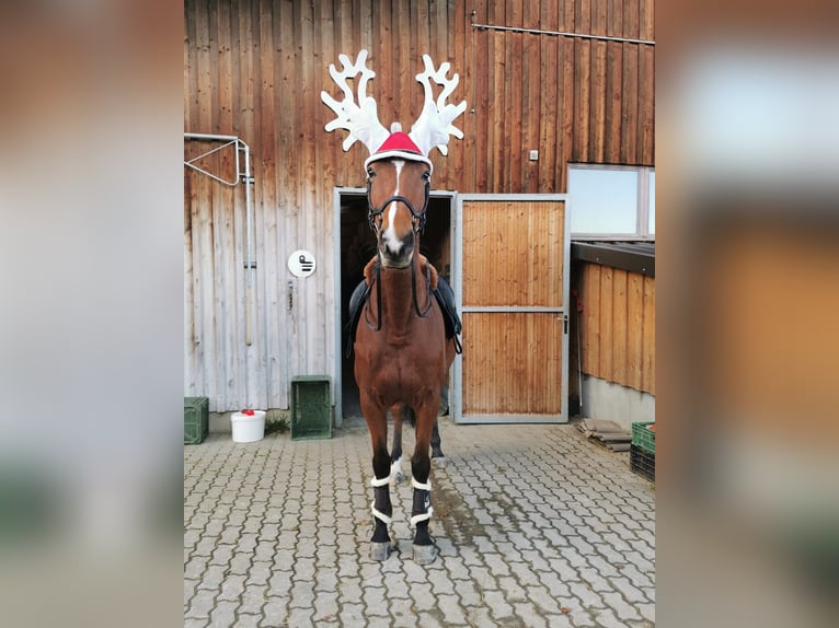 Trakehner Jument 14 Ans 168 cm Bai in Oberwil BL