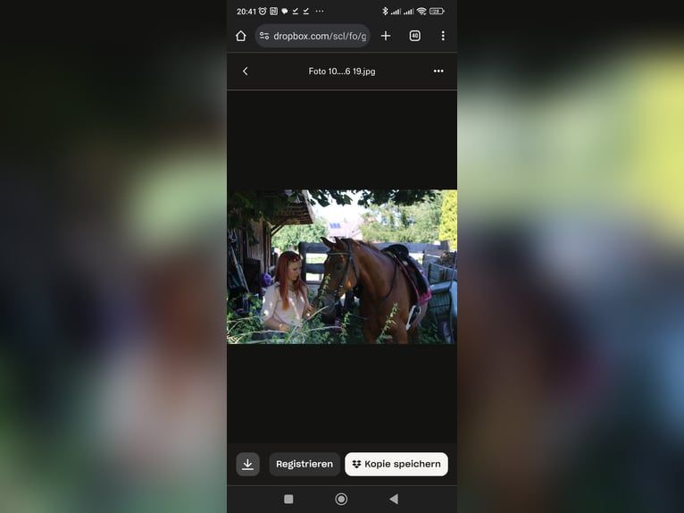 Trakehner Croisé Jument 15 Ans 153 cm Alezan in Katlenburg-Lindau