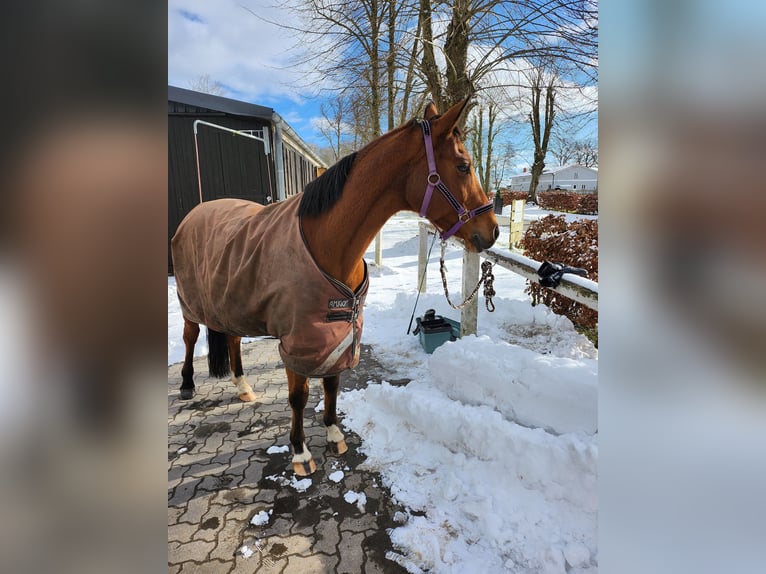 Trakehner Jument 15 Ans 156 cm Bai in Ratekau
