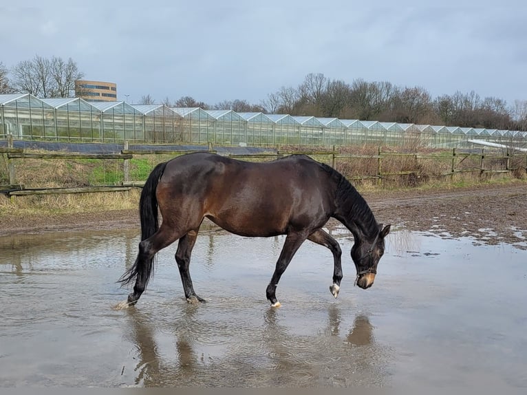 Trakehner Jument 15 Ans 163 cm Bai brun in Münster