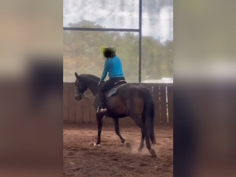 Trakehner Jument 15 Ans 163 cm Bai brun in Münster