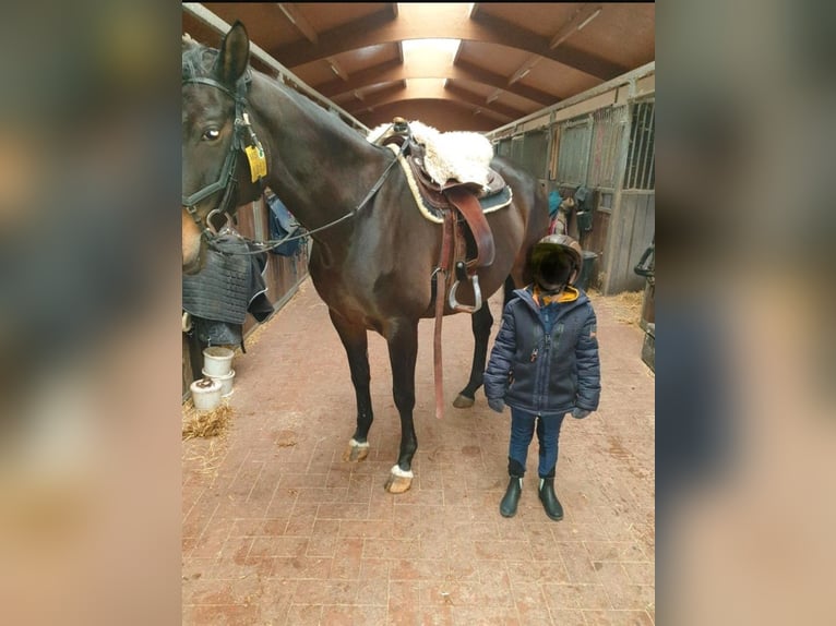 Trakehner Jument 15 Ans 163 cm Bai in Münster