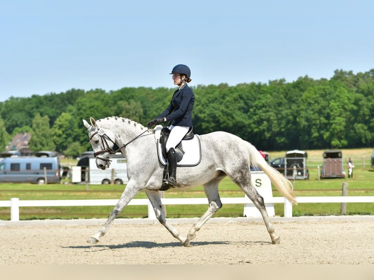 Trakehner Jument 15 Ans 164 cm Gris moucheté in Vechelde