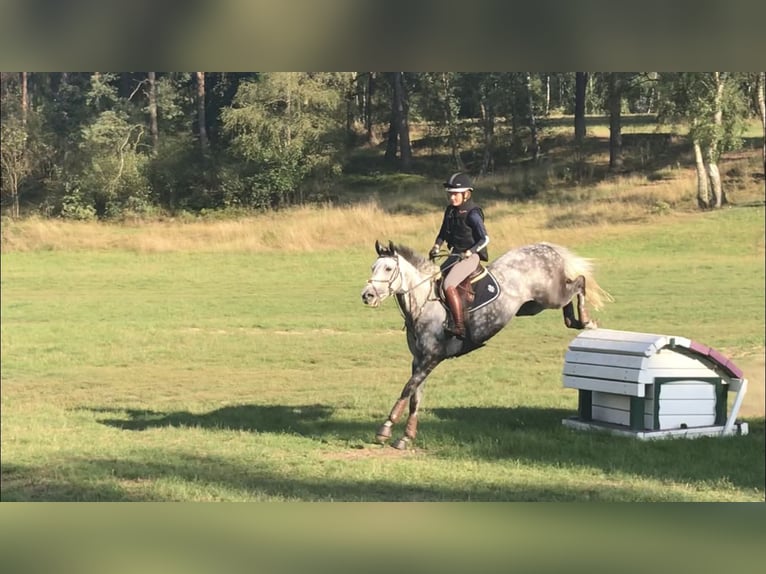 Trakehner Jument 15 Ans 164 cm Gris moucheté in Vechelde