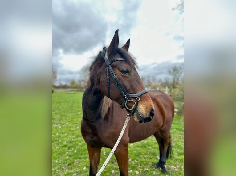 Trakehner Jument 15 Ans 165 cm Bai in Speyer