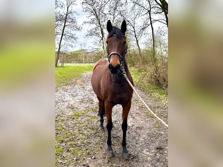 Trakehner Jument 15 Ans 165 cm Bai in Speyer