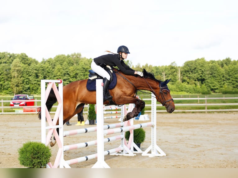 Trakehner Croisé Jument 16 Ans 165 cm Bai cerise in N&#xF5;o