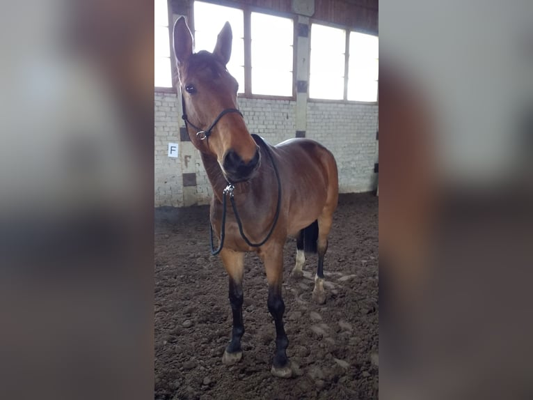 Trakehner Croisé Jument 16 Ans 165 cm Bai cerise in N&#xF5;o