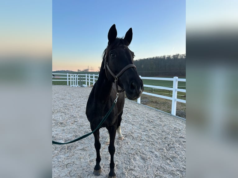 Trakehner Jument 16 Ans 165 cm Noir in RavensteinRavenstein