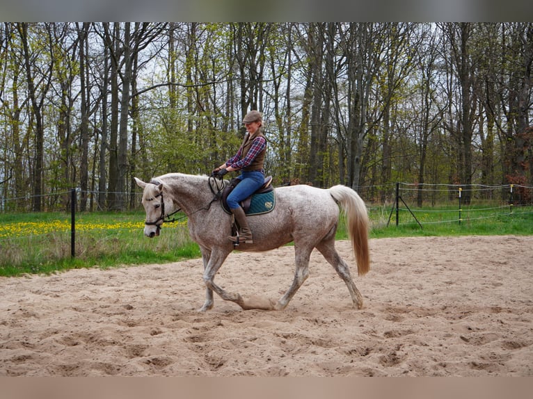 Trakehner Jument 16 Ans 168 cm Gris in Liebstadt