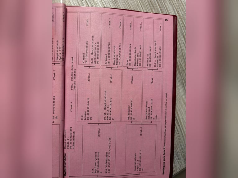 Trakehner Jument 17 Ans 165 cm Bai brun in Satrup