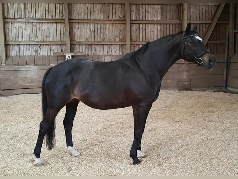 Trakehner Jument 17 Ans 167 cm Bai brun foncé in Ingolstadt