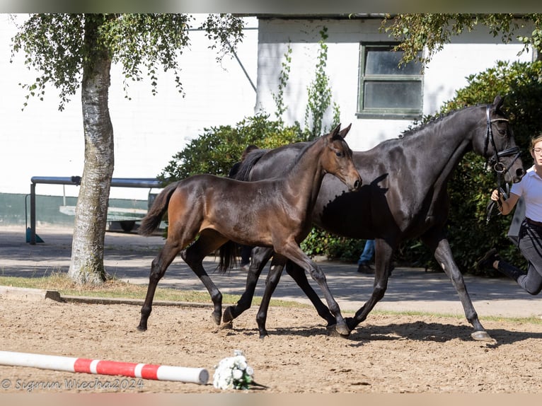 Trakehner Jument 17 Ans Bai brun foncé in Marxen
