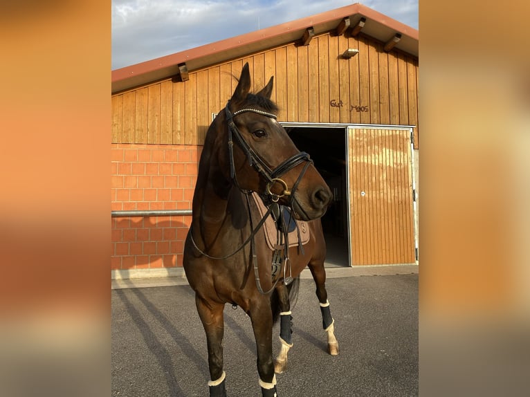 Trakehner Jument 17 Ans Bai in Würzburg
