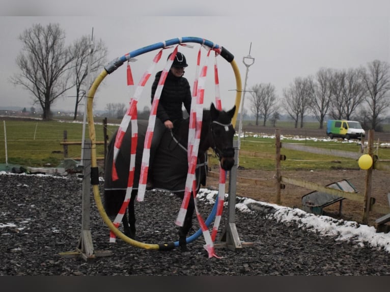 Trakehner Jument 18 Ans 160 cm Bai in Ellzee