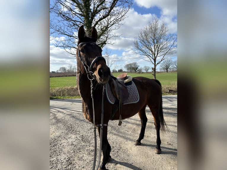 Trakehner Jument 18 Ans 160 cm Bai in Mittelangeln