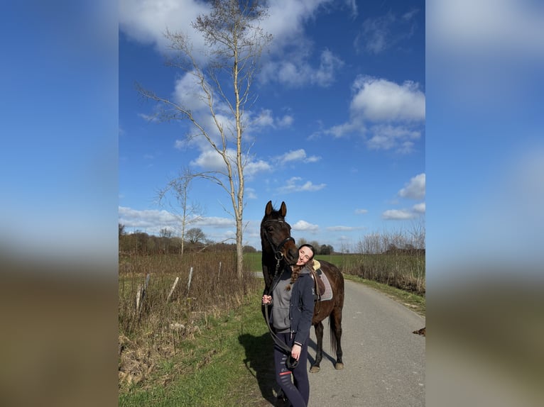Trakehner Jument 18 Ans 160 cm Bai in Mittelangeln